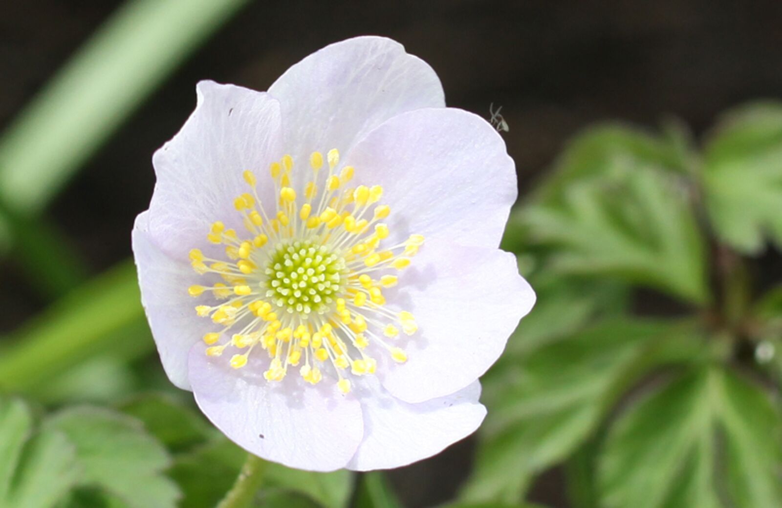 Canon EOS 50D sample photo. Helleborus sp, hellebores, gardening photography