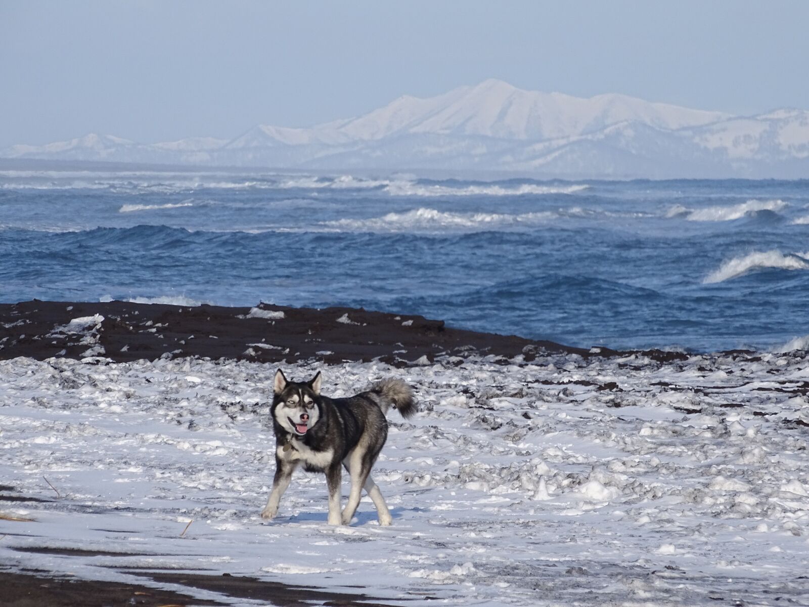Sony DSC-HX400 sample photo. The pacific ocean, dog photography
