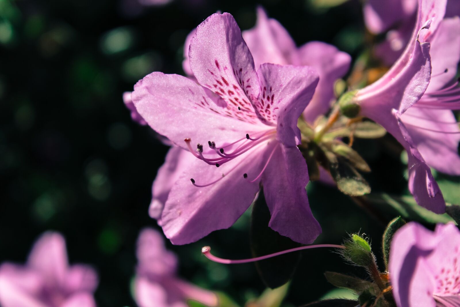 Canon EOS 1200D (EOS Rebel T5 / EOS Kiss X70 / EOS Hi) sample photo. Rhododendron, flower, nature photography