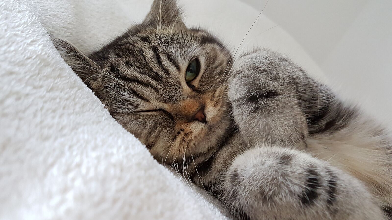 Samsung Galaxy S7 Edge sample photo. Cat, fur, white photography