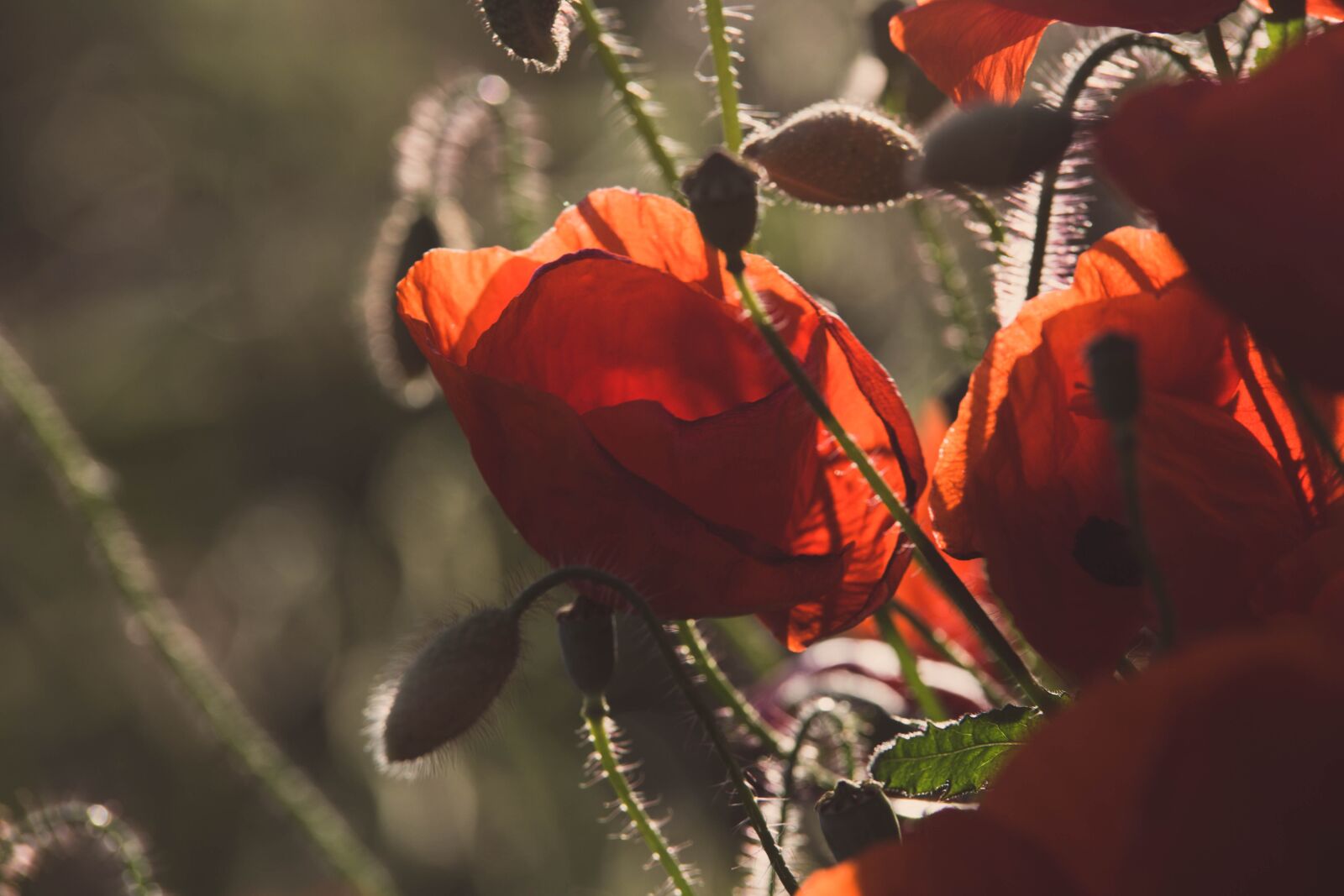 Canon EOS 5D Mark III sample photo. Nature, flowers, garden photography