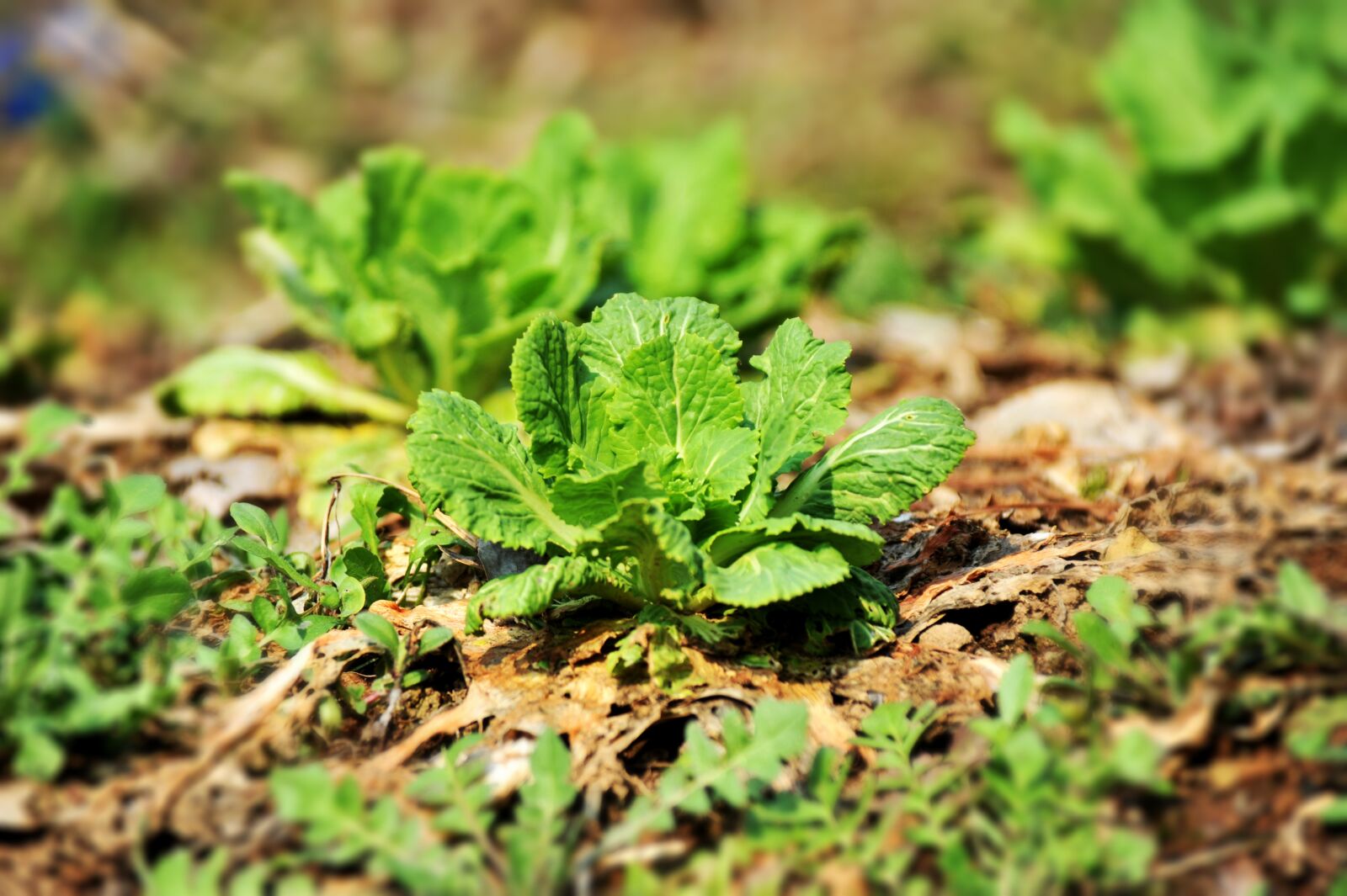 Nikon D700 sample photo. Pool, chinese cabbage, plants photography