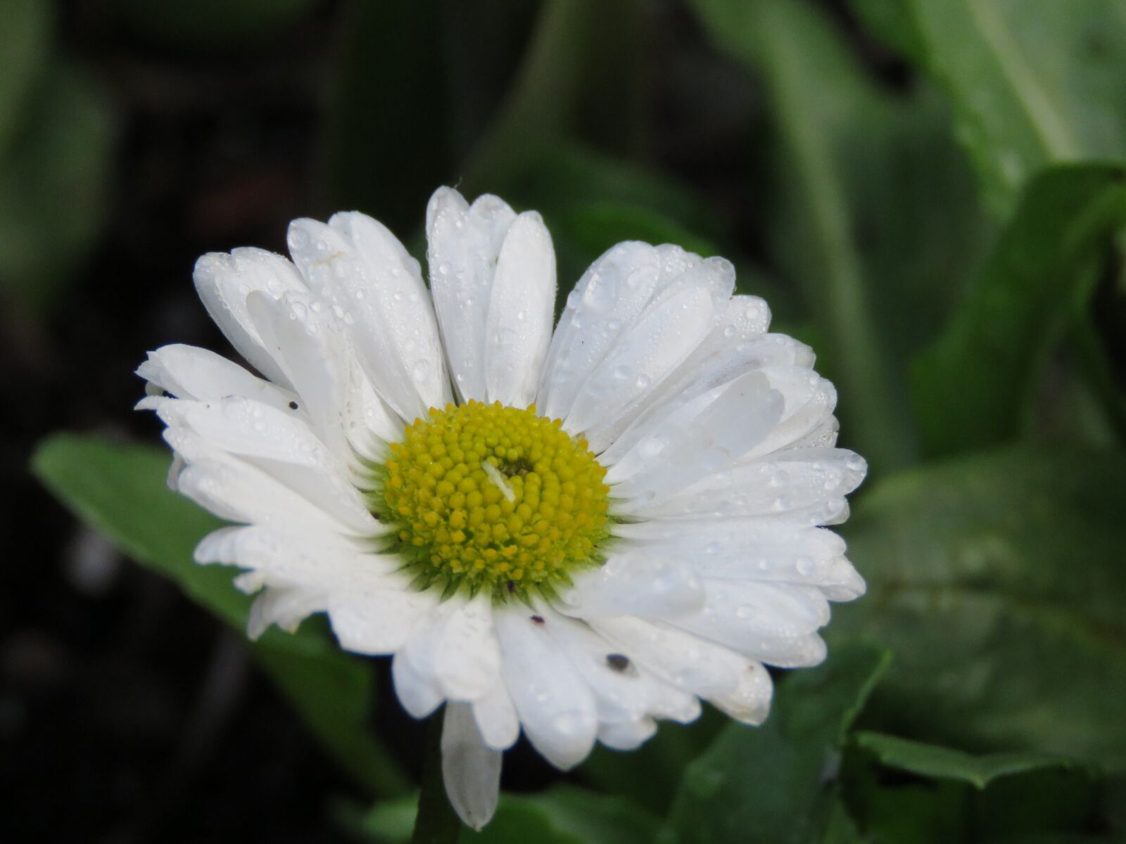 Canon PowerShot SX60 HS sample photo. Daisy, flower, closeup photography