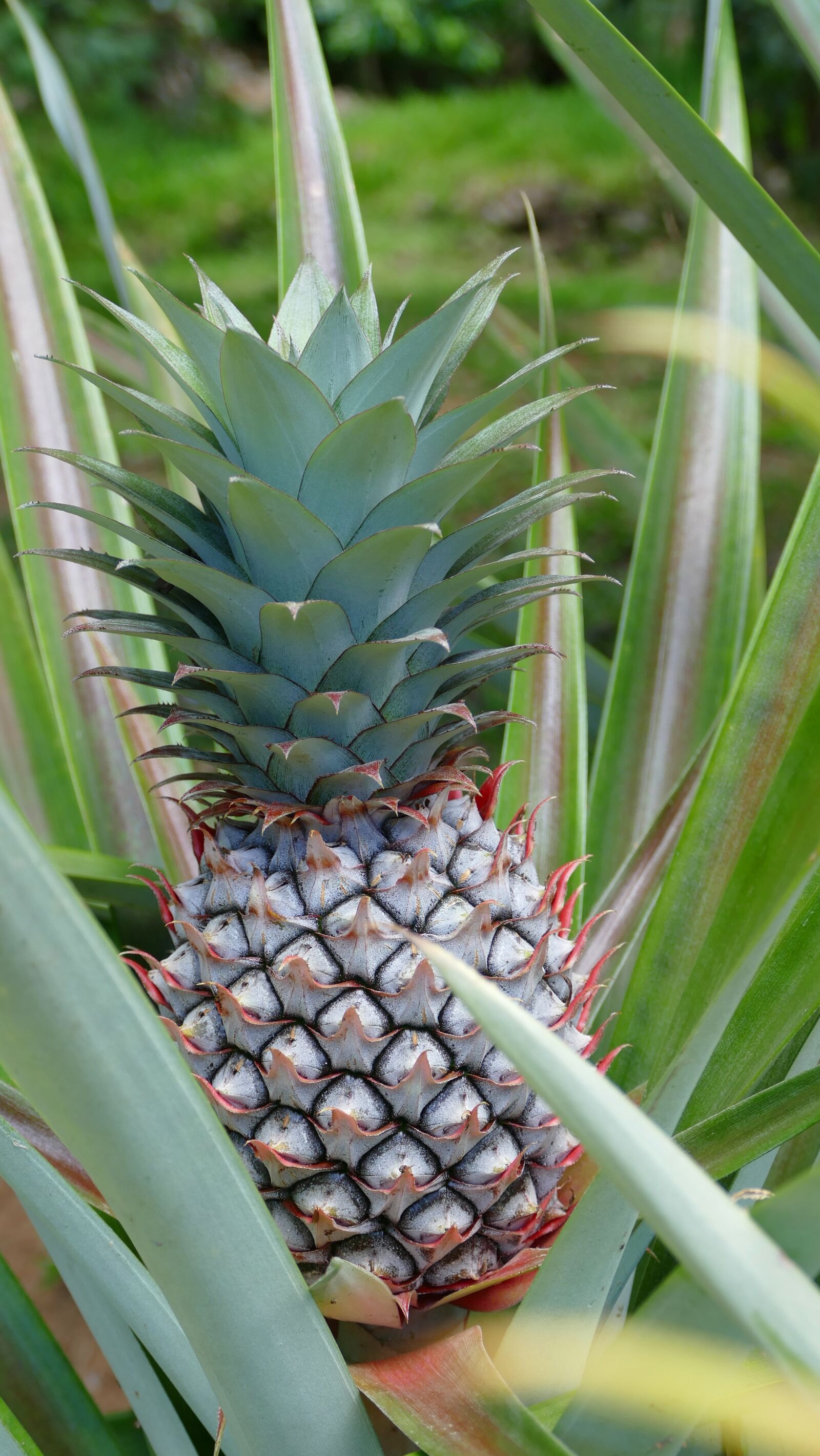 Panasonic Lumix DMC-FZ1000 sample photo. Seychelles, mahé, pineapple photography