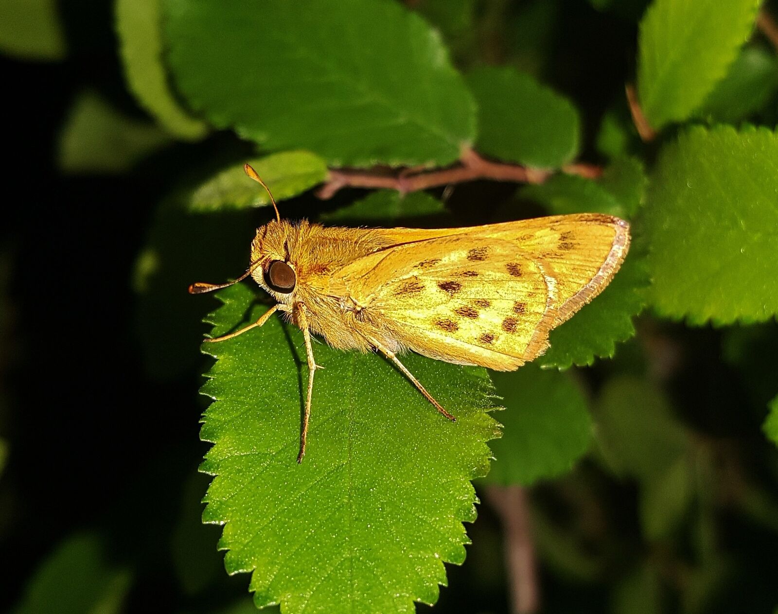 Samsung Galaxy Note5 sample photo. Butterfly, fiery skipper, wings photography