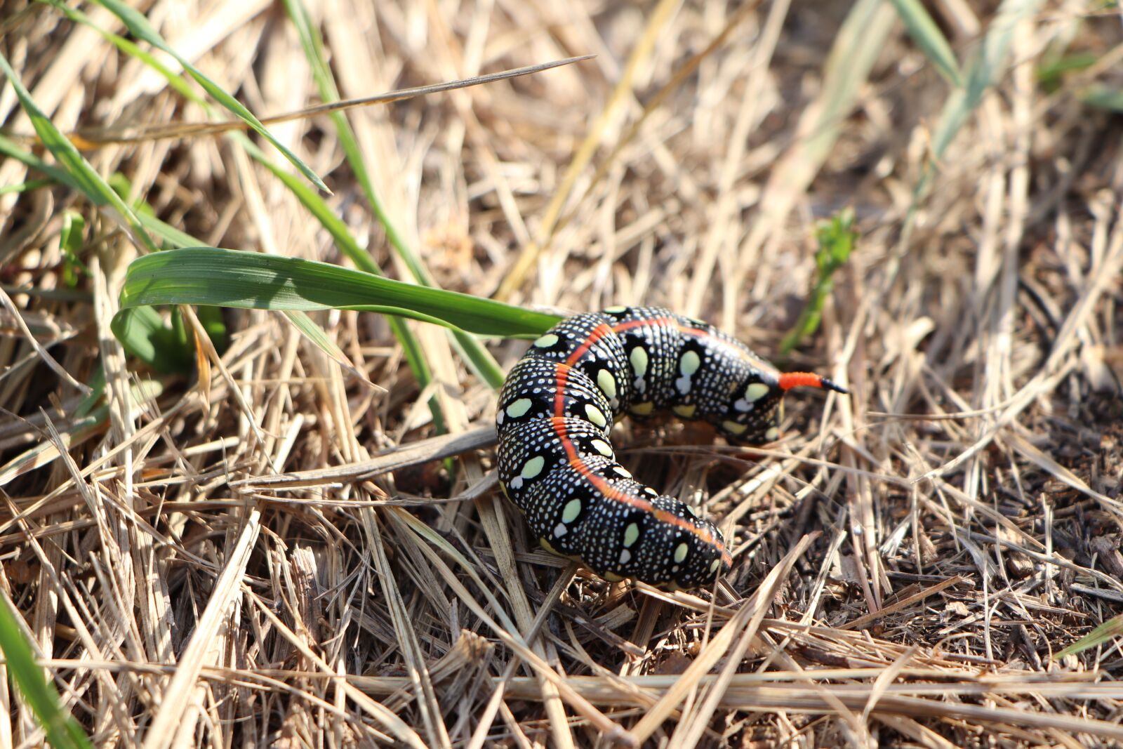 Canon EOS 77D (EOS 9000D / EOS 770D) + Canon EF-S 18-135mm F3.5-5.6 IS USM sample photo. Caterpillar, insect, nature photography
