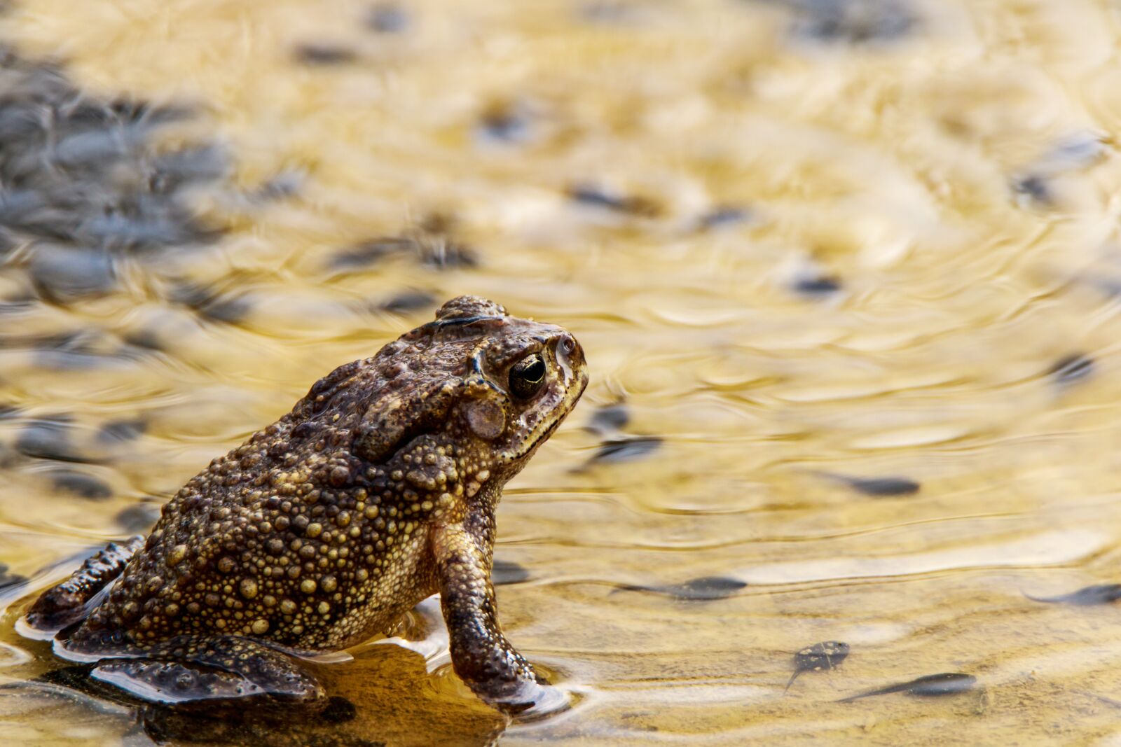 Canon EOS 7D Mark II + Tamron SP 150-600mm F5-6.3 Di VC USD sample photo. Frog, water, pond photography