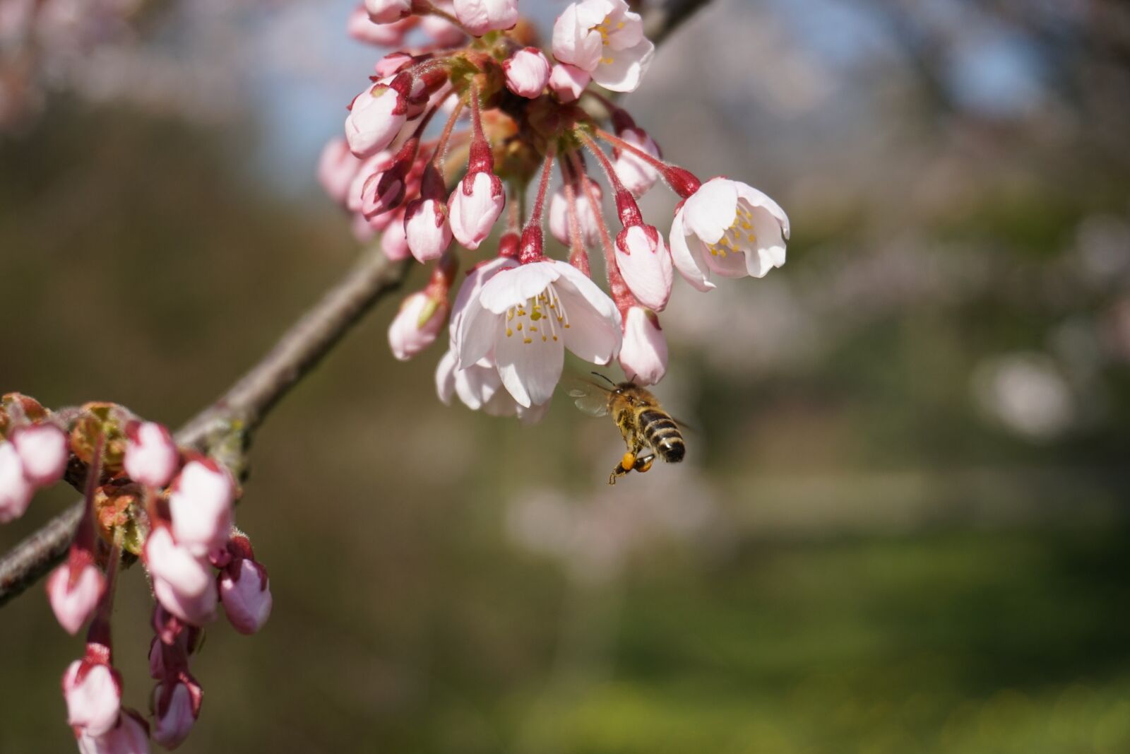 Sony a6300 sample photo. Botanical garden, bee, tokyo photography
