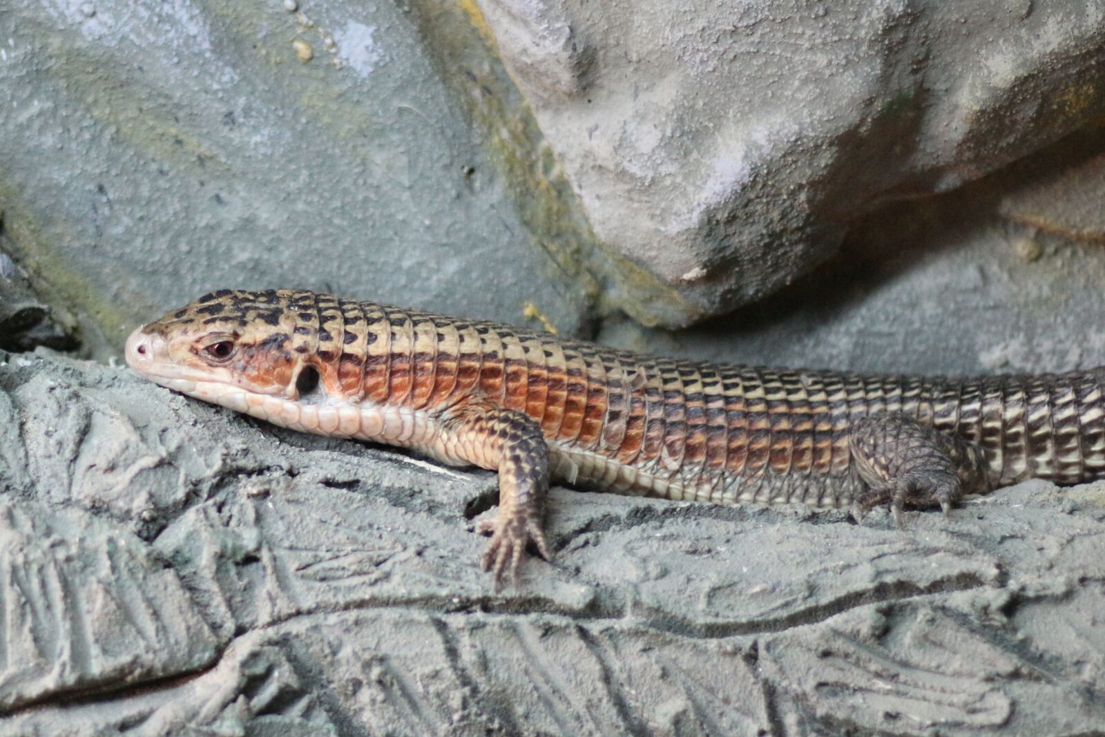 Canon EOS 700D (EOS Rebel T5i / EOS Kiss X7i) sample photo. Sudan plated lizard, reptile photography