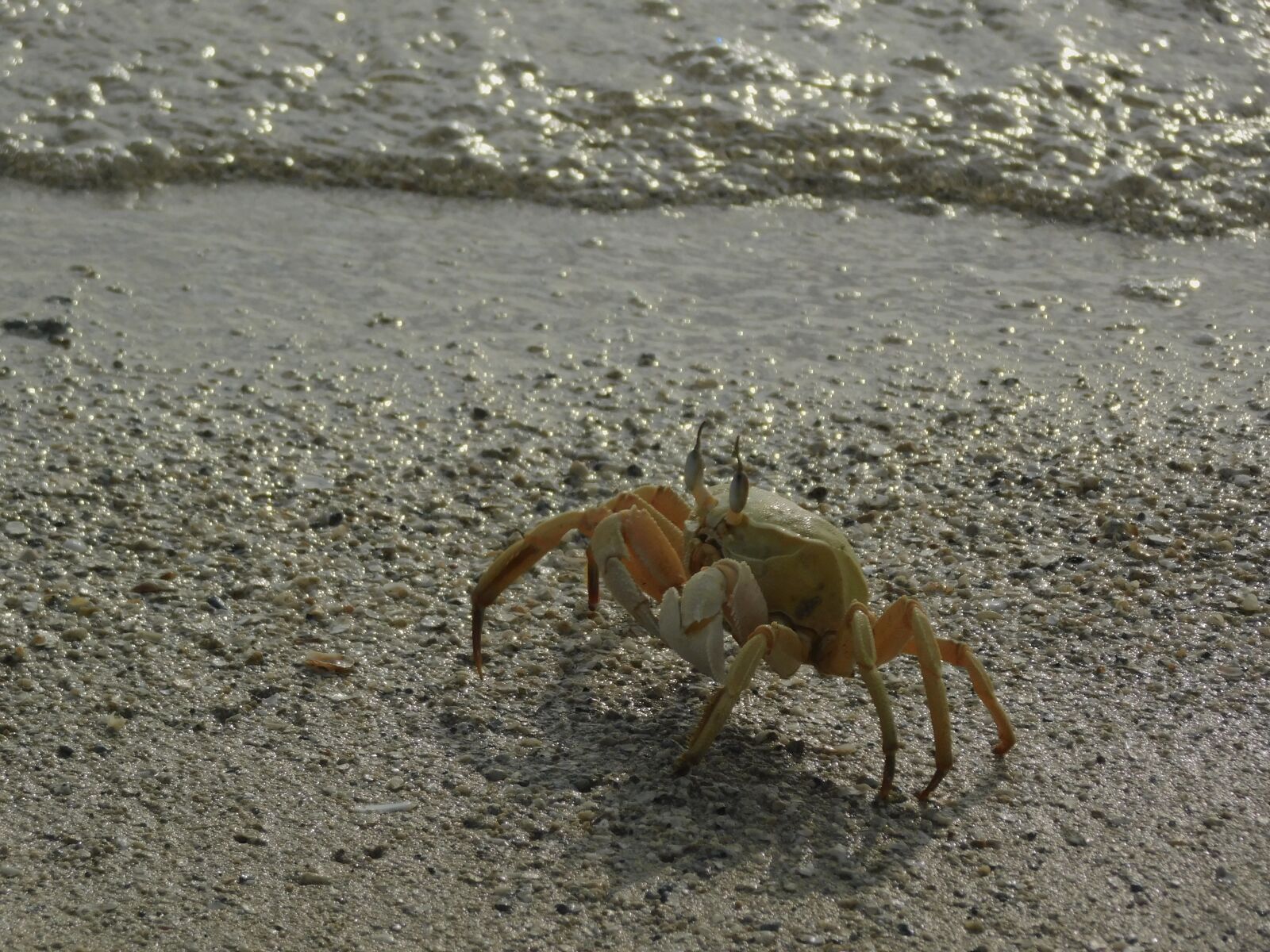 Nikon Coolpix B500 sample photo. Scorpion, sea, animal photography