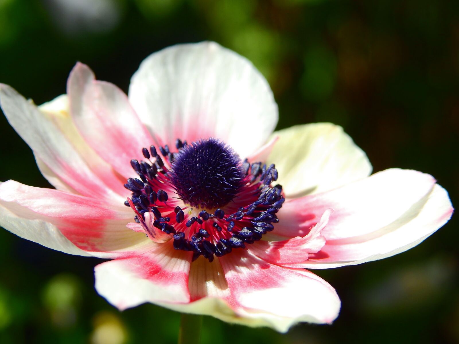 Nikon Coolpix P900 sample photo. Flower, blossom, bloom photography
