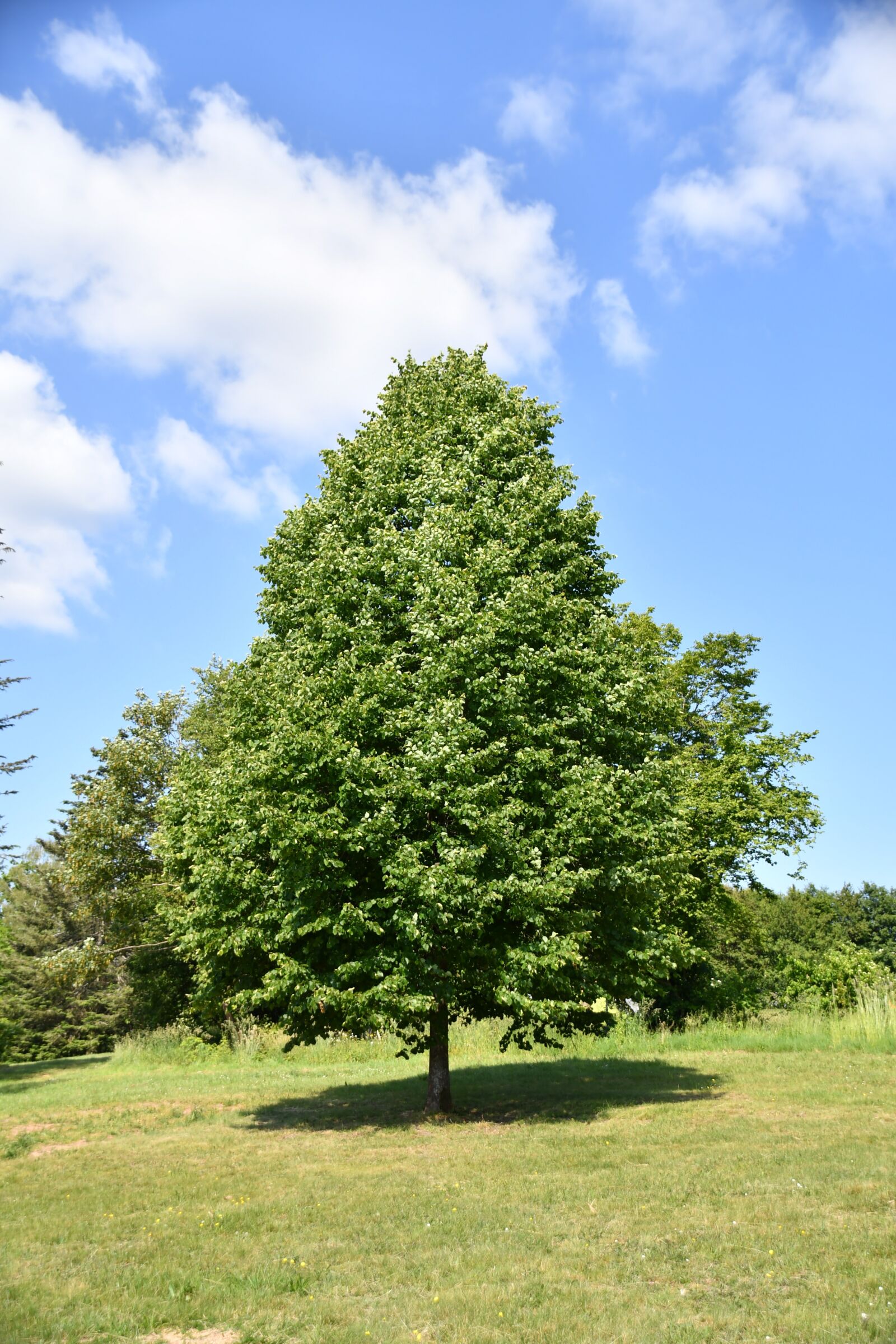 Nikon D7500 sample photo. Tree, spring, lake photography