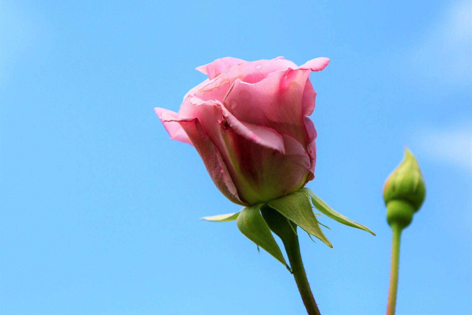 Canon EF 24-105mm F4L IS USM sample photo. Rose, spring, romantic photography