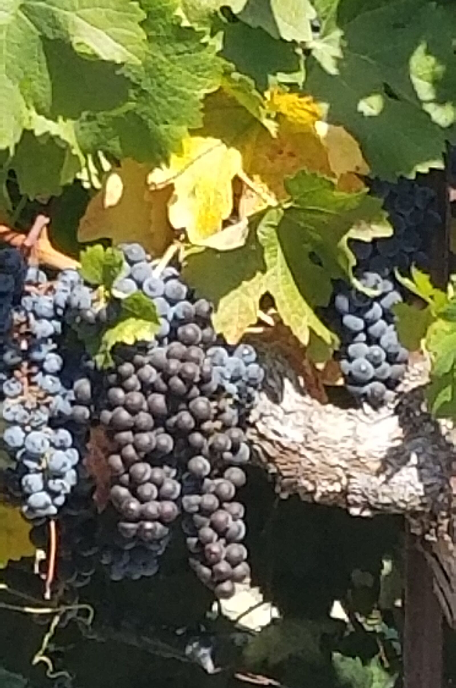 Samsung Galaxy S8 sample photo. Grapes, grapevine, wine photography
