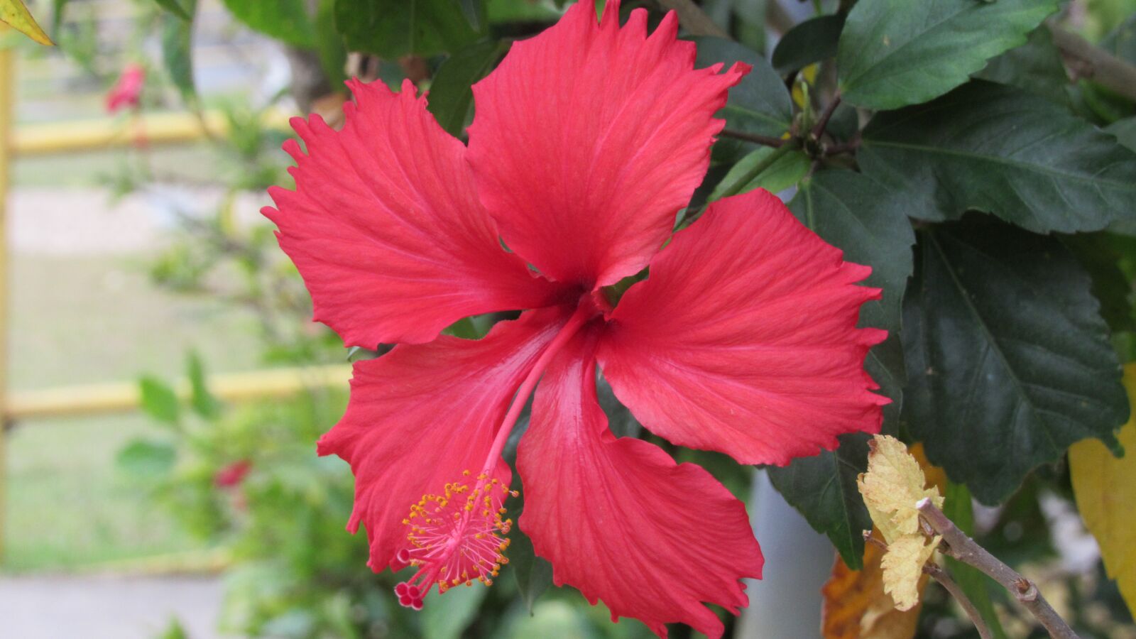 Canon PowerShot SX530 HS sample photo. Flower, plant, flowers photography