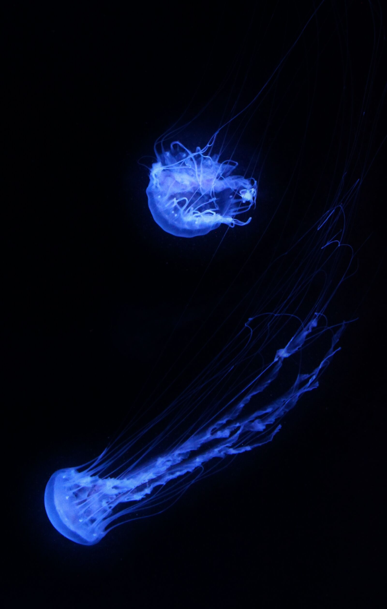Canon EOS 500D (EOS Rebel T1i / EOS Kiss X3) sample photo. Jellyfish, aquarium, underwater photography