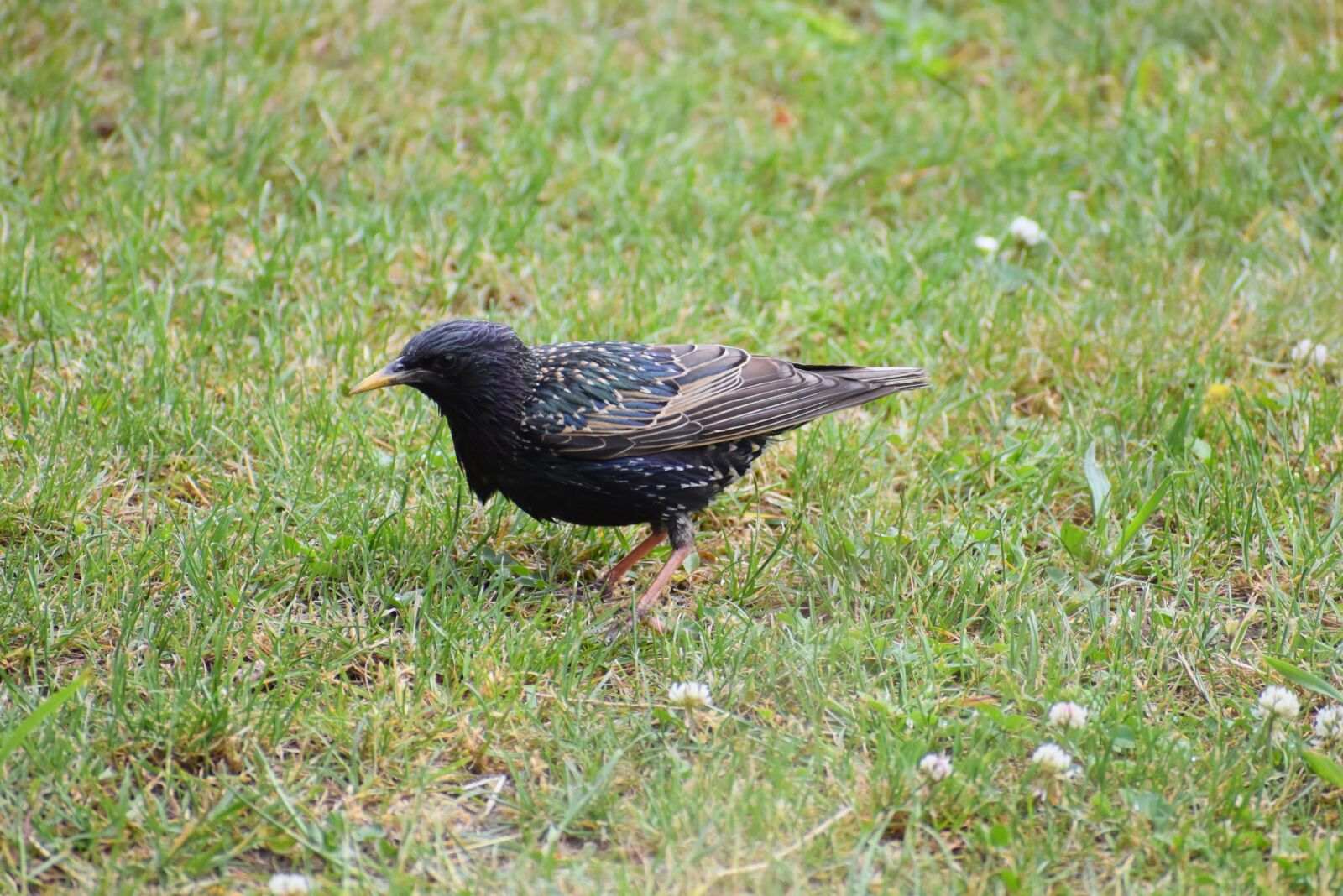 Nikon D3500 sample photo. Star, stare, bird photography