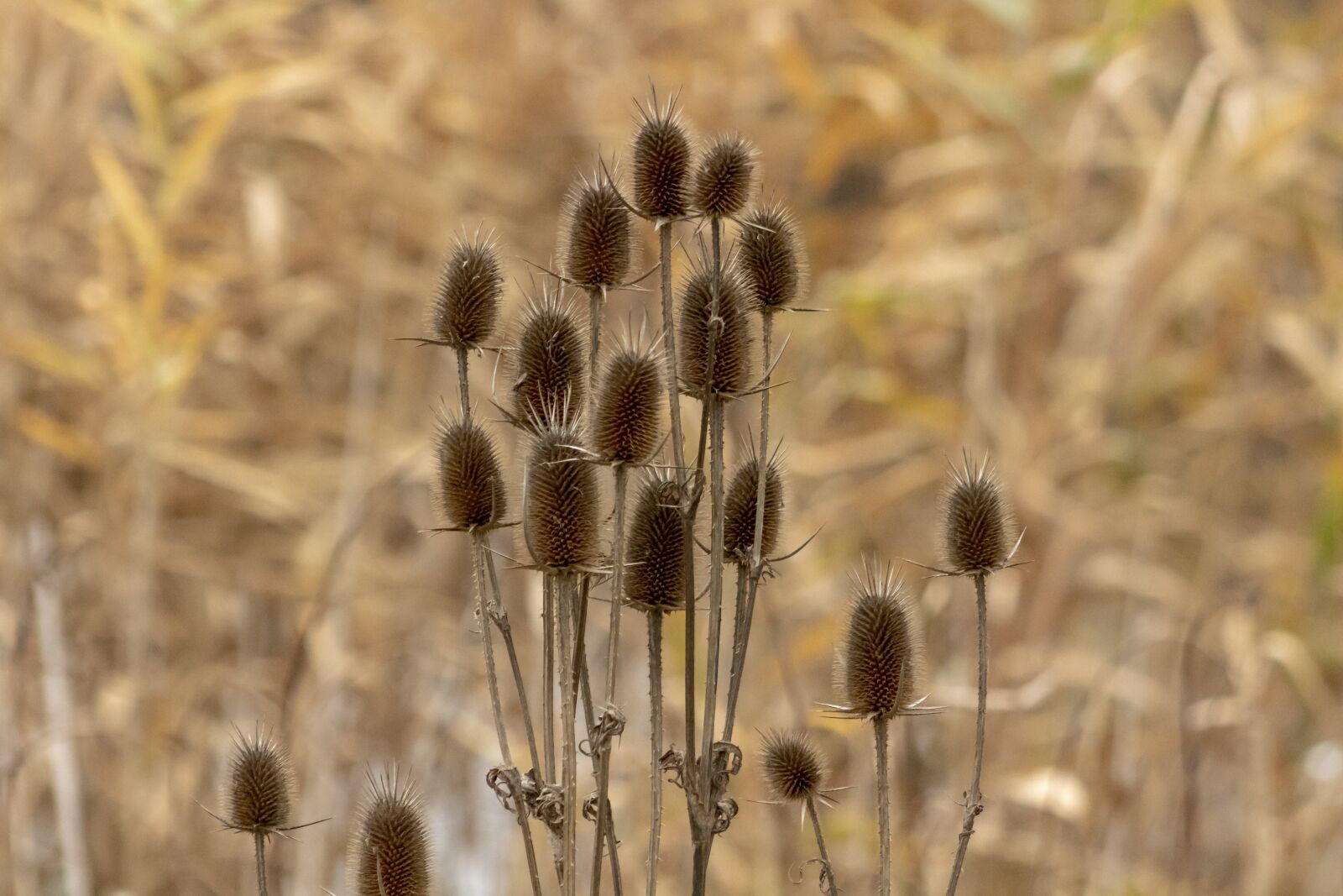 Canon EF75-300mm f/4-5.6 sample photo. Wildflower, stalk, szam rk photography