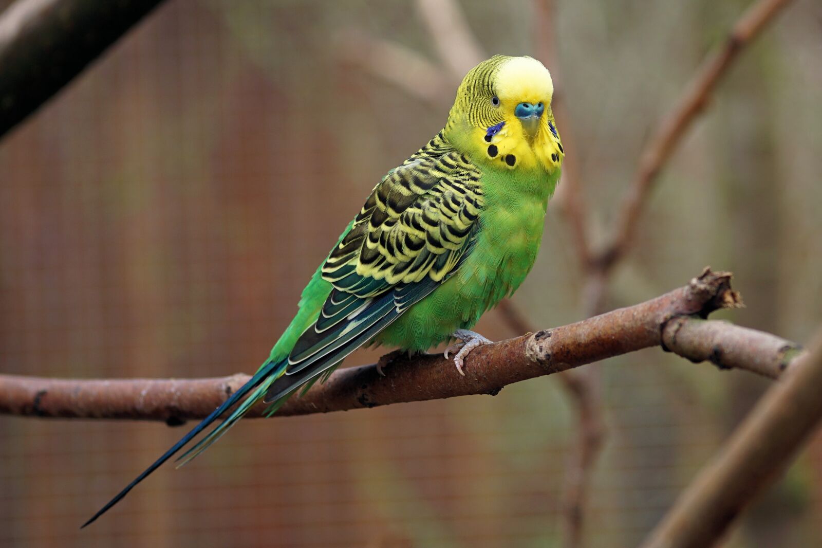 Sony a6000 + E 60mm F2.8 sample photo. Budgie, bird, parakeet photography