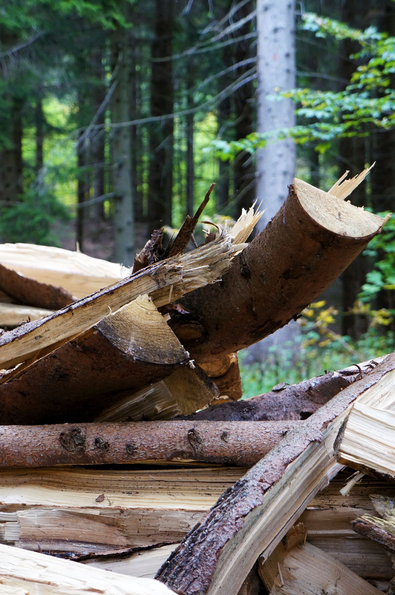 Sony Alpha NEX-5N + Sony E 18-55mm F3.5-5.6 OSS sample photo. Wood, forest, nature photography