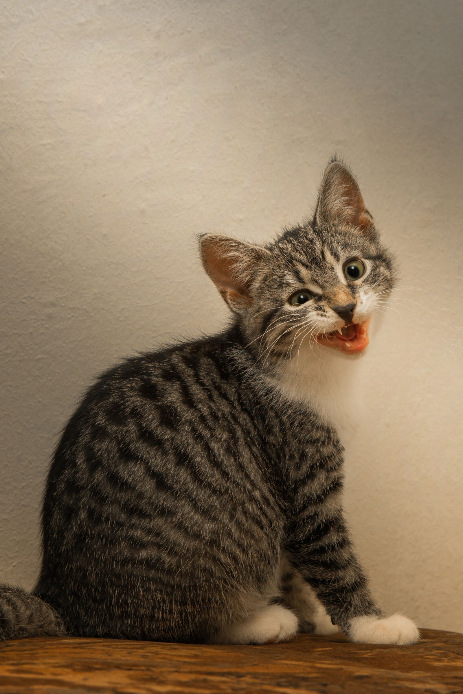 30mm F1.4 DC DN | Contemporary 016 sample photo. Cat, small, mackerel photography