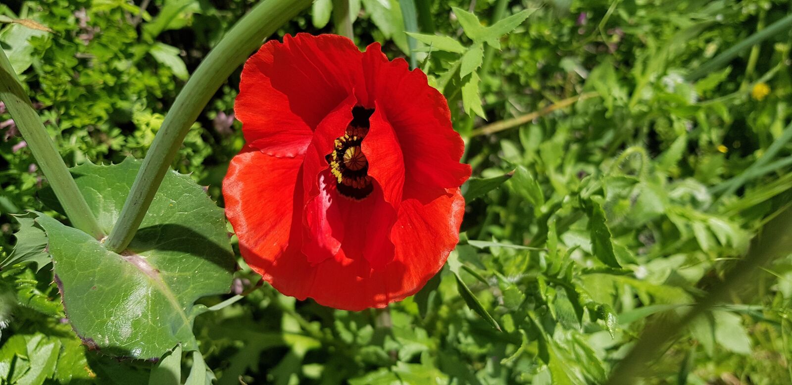 Samsung Galaxy S8 sample photo. Nature, plant, flower photography