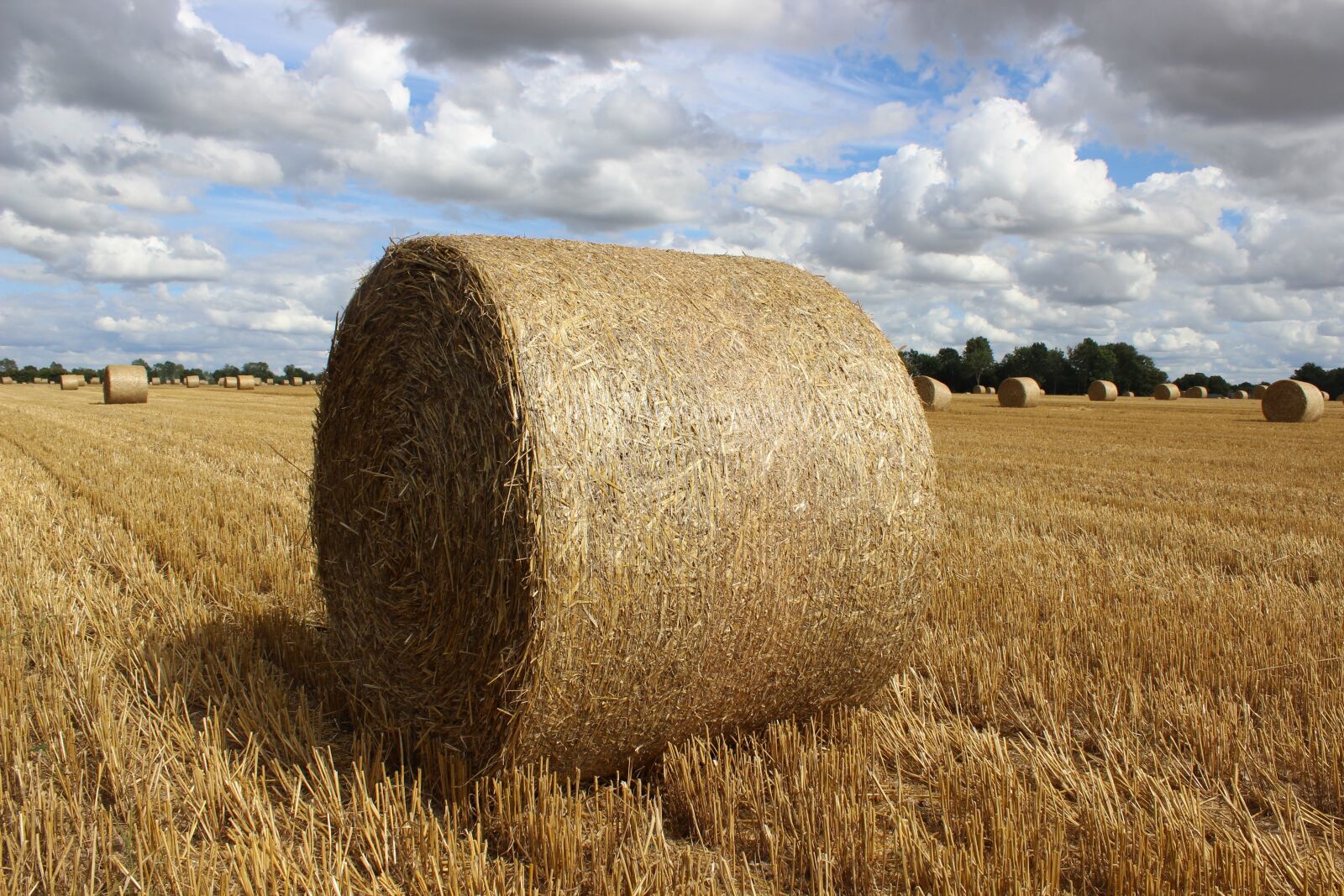Canon EOS 600D (Rebel EOS T3i / EOS Kiss X5) sample photo. Hay, harvest, field photography