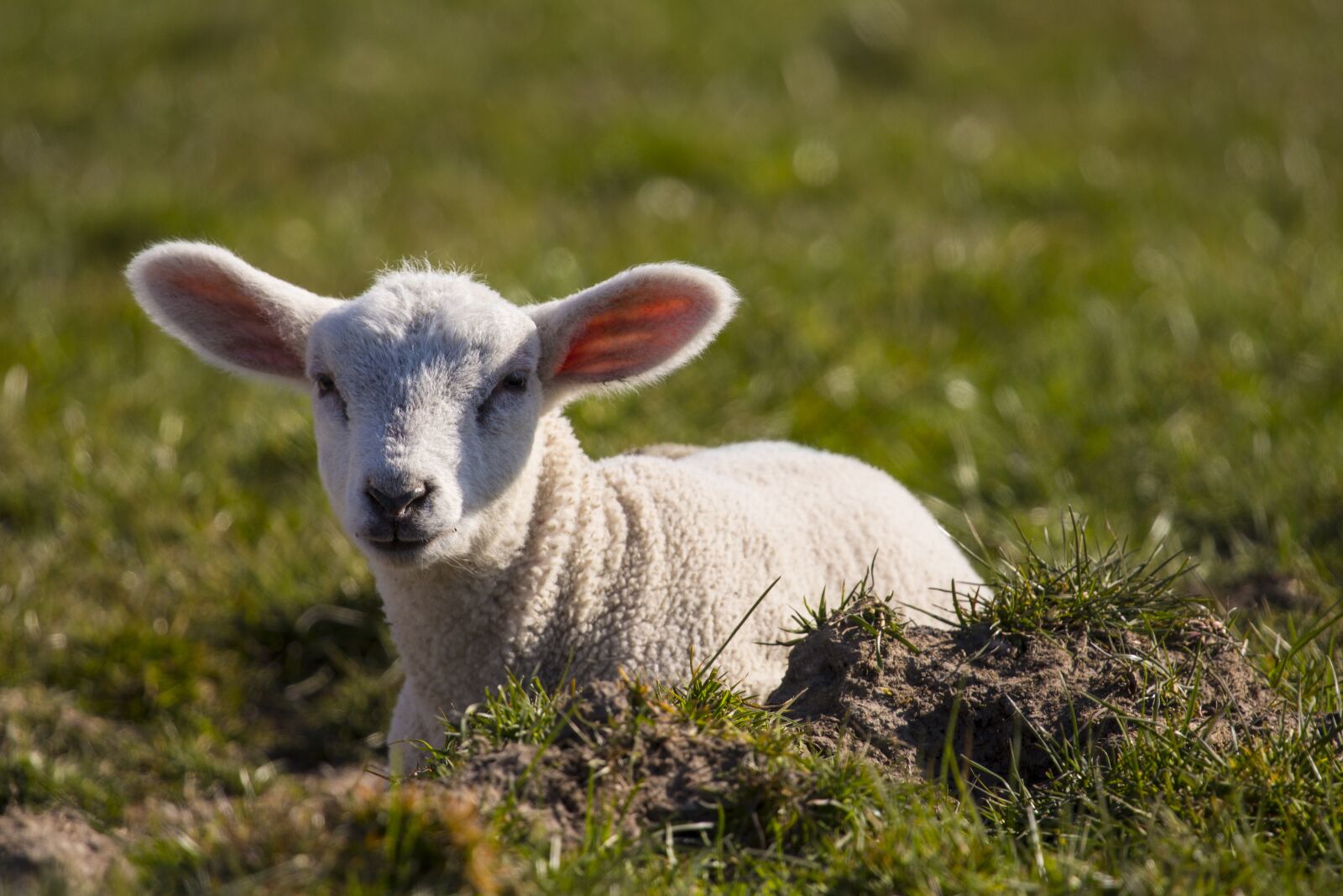 Canon EOS 700D (EOS Rebel T5i / EOS Kiss X7i) + Canon EF 100-400mm F4.5-5.6L IS USM sample photo. Passover, cute, lamb photography