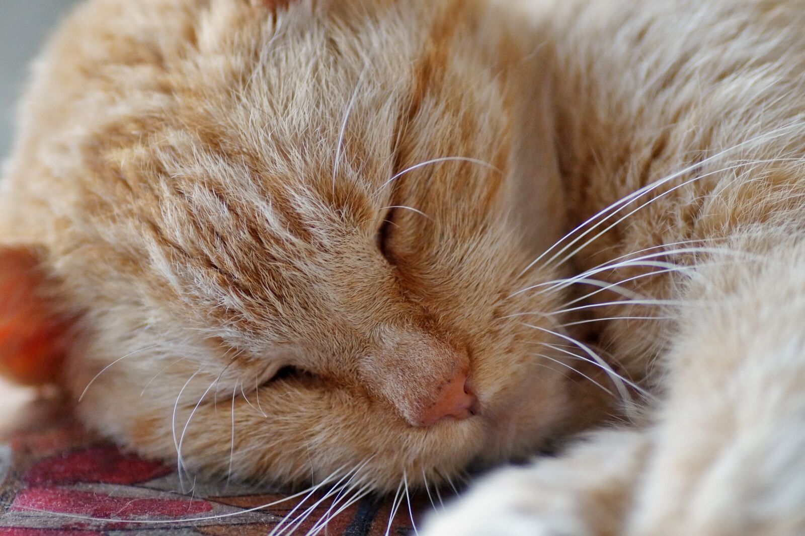 Sony SLT-A58 sample photo. Cat, sleeping, tomcat photography