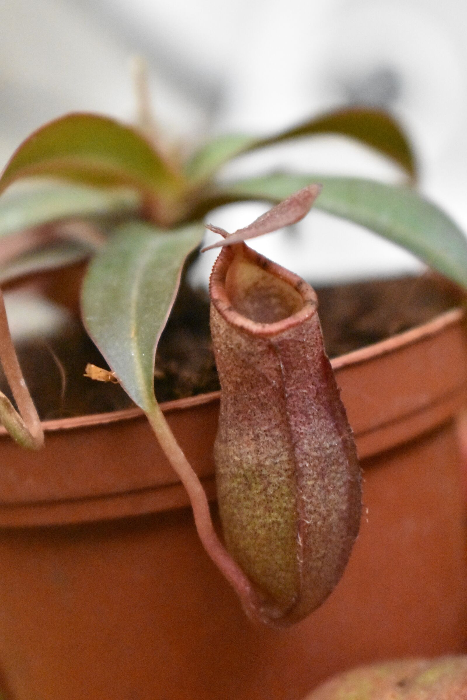 Nikon D3400 sample photo. Nepenthes, insects, plant photography