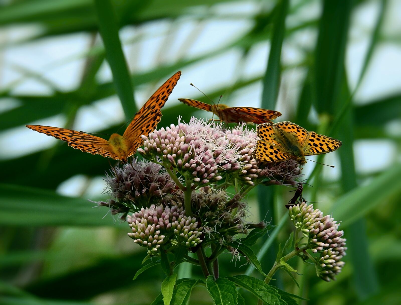 Nikon Coolpix P900 sample photo. Butterflies, nature, insect photography