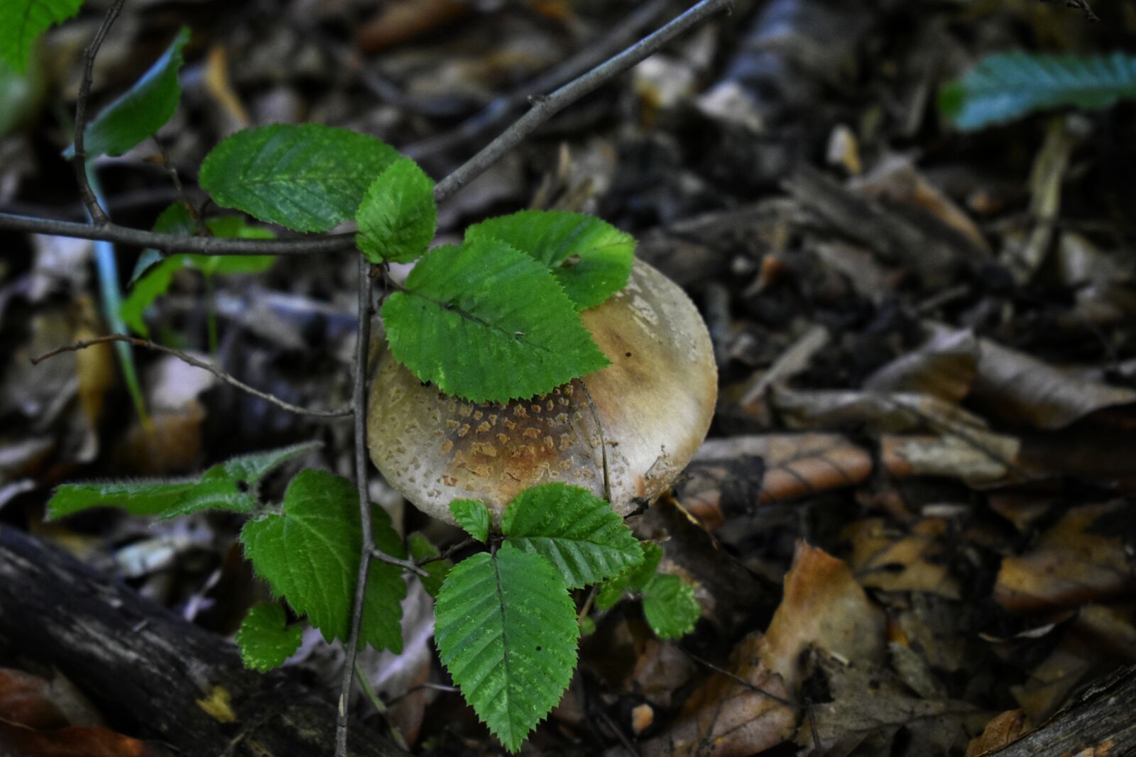Nikon D3500 sample photo. Mushrooms, forest, plants photography