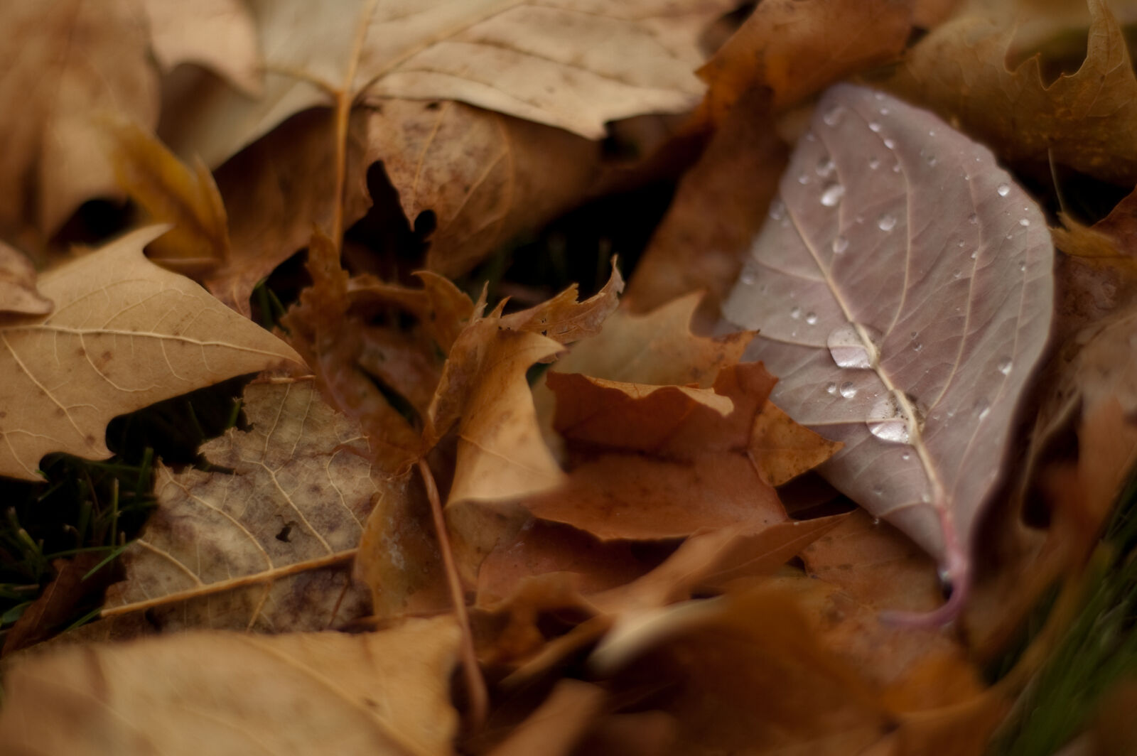 Nikon D50 sample photo. Autumn, autumn, colors, autumn photography