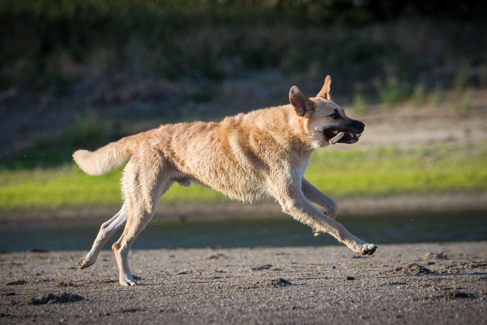 Tamron SP 70-200mm F2.8 Di VC USD sample photo. Dog, water, race photography