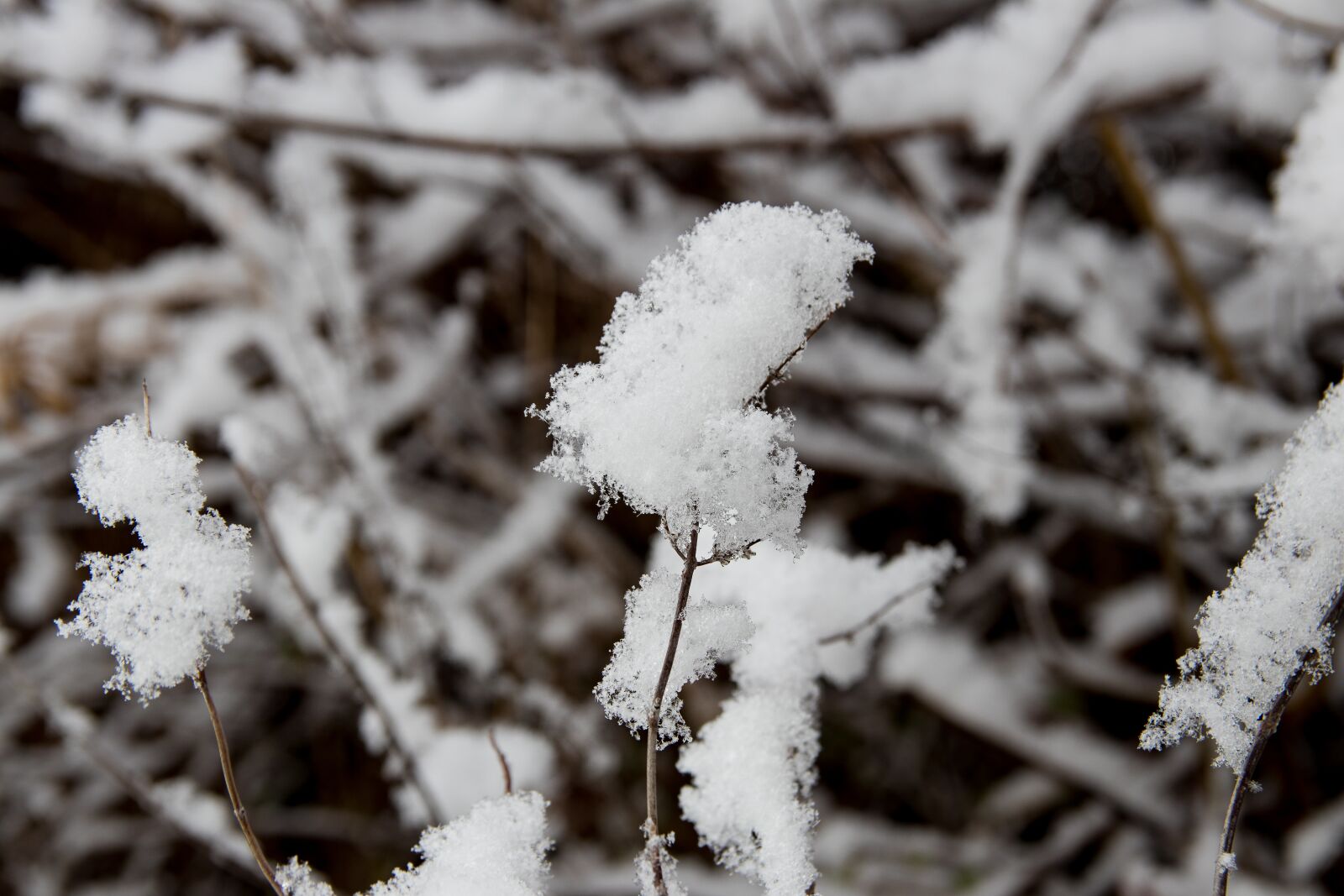 Canon EOS 80D sample photo. Branches, snow, snowy photography