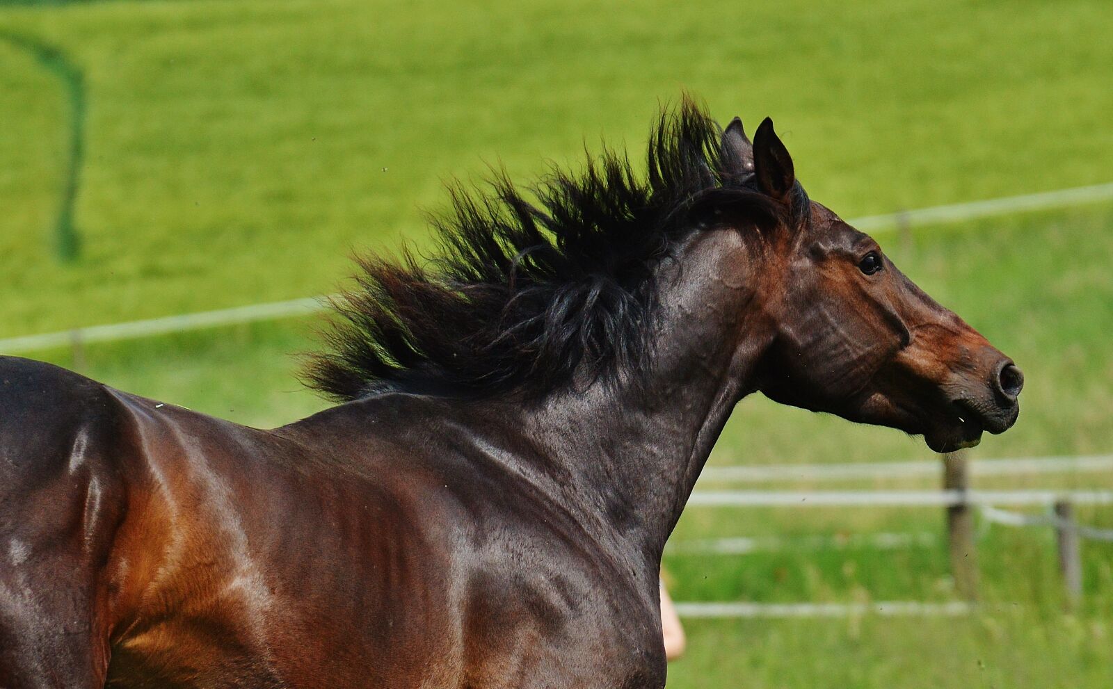 Nikon D3200 sample photo. Horse, coupling, gallop photography