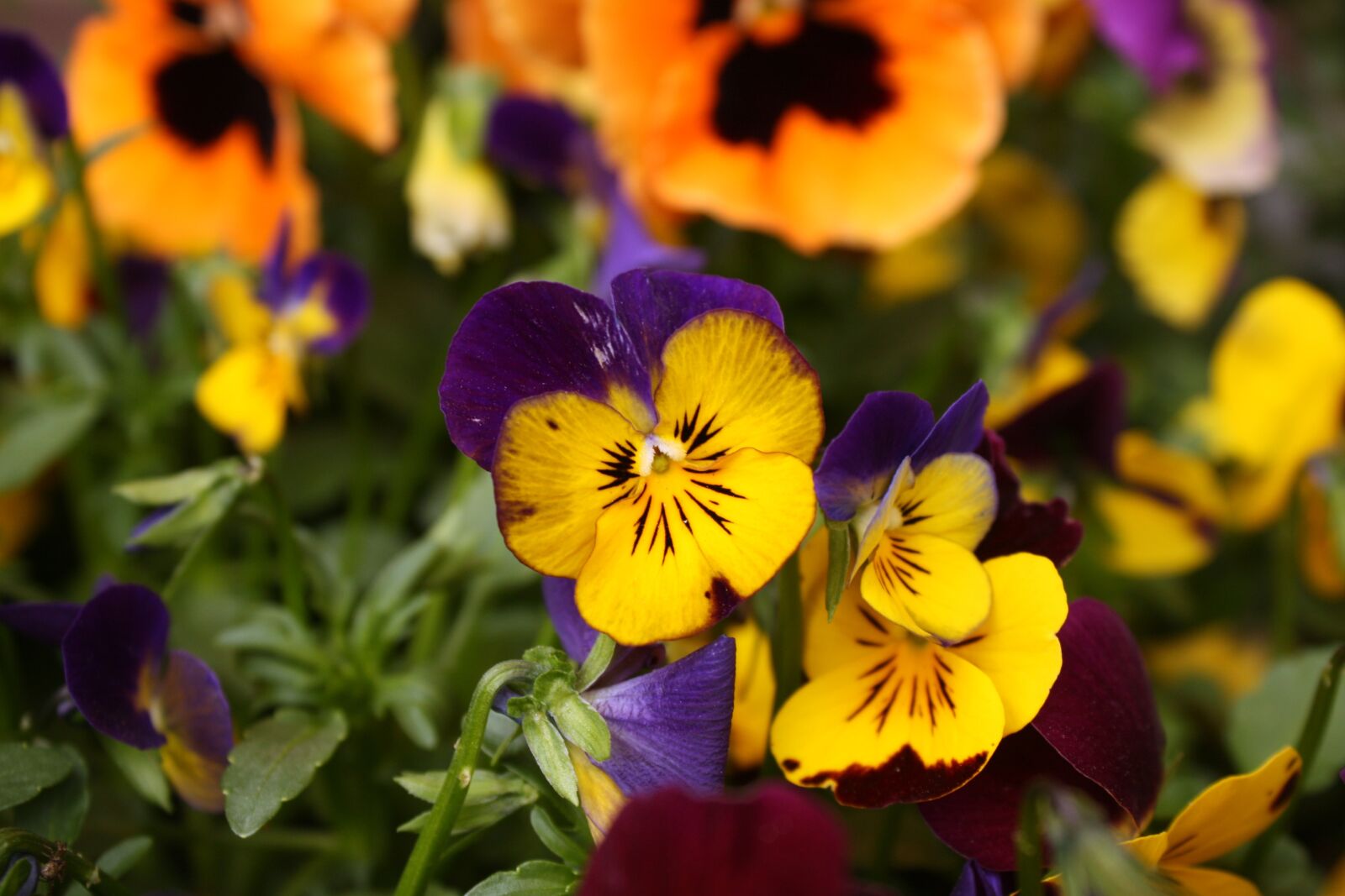 Canon EOS 450D (EOS Rebel XSi / EOS Kiss X2) sample photo. Pansy, pansies, macro photography