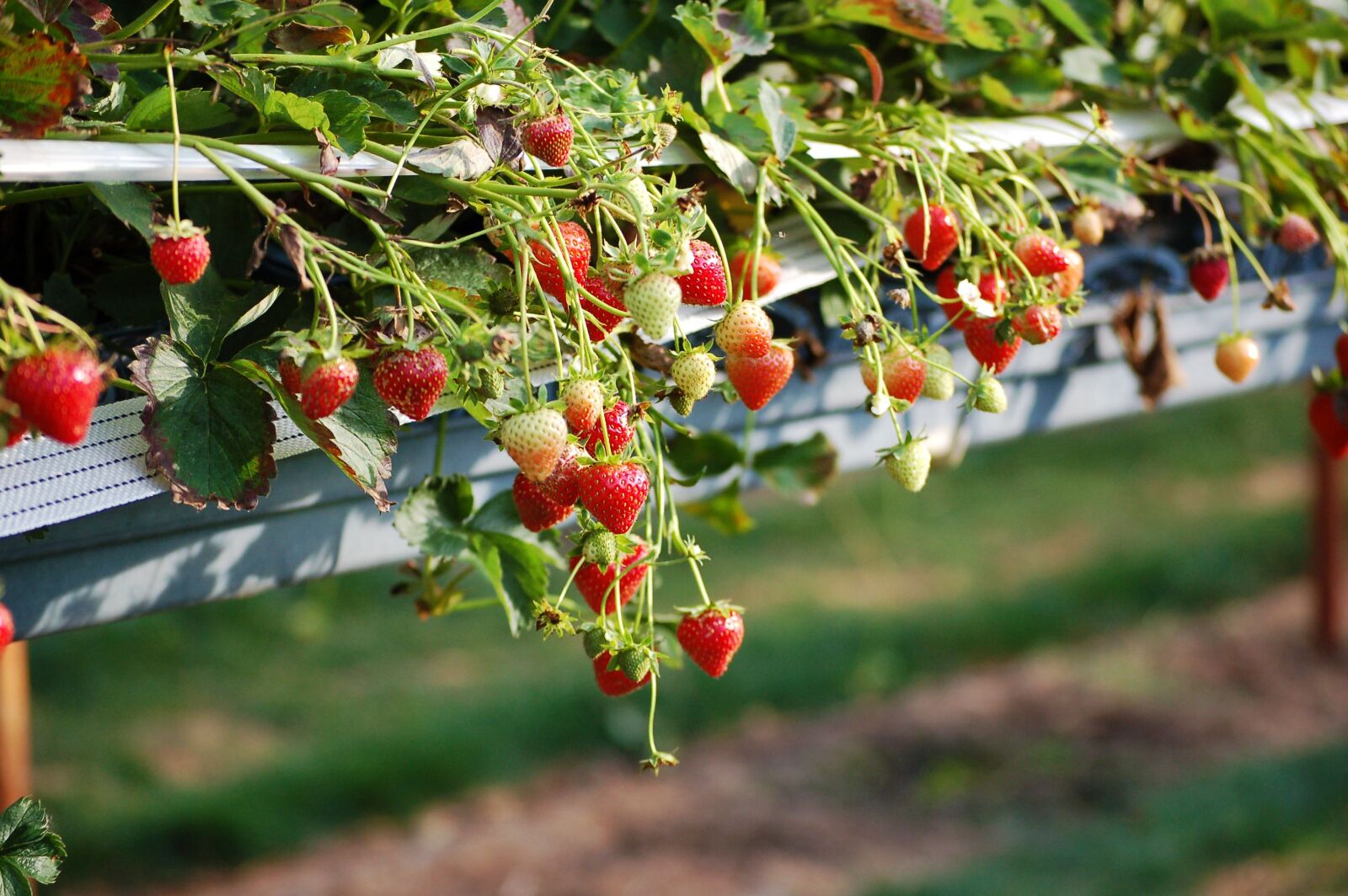 Nikon D50 sample photo. Strawberries, england, fruit photography