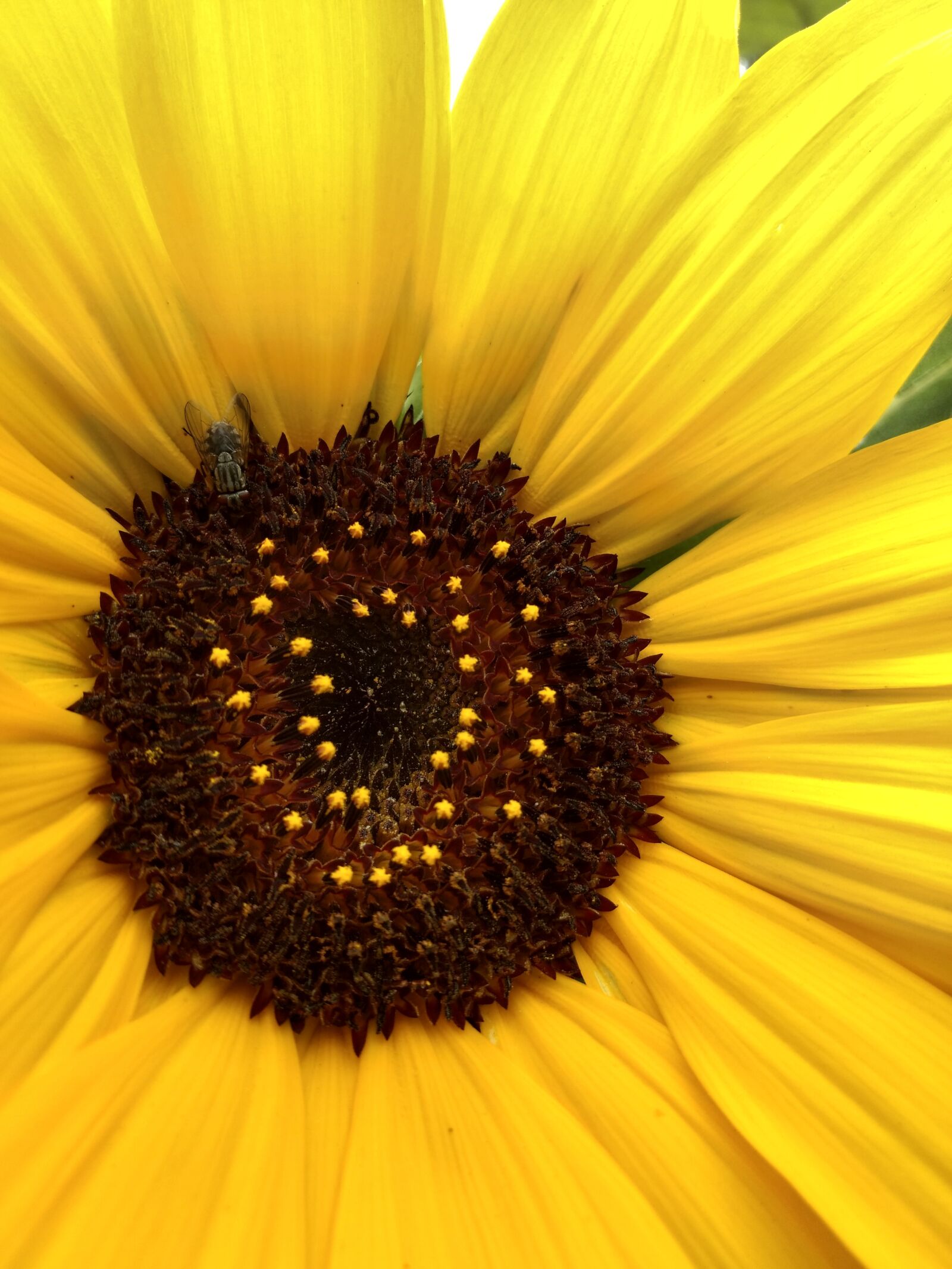 Motorola Moto Z Play Droid sample photo. Sunflower, yellow, bloom photography