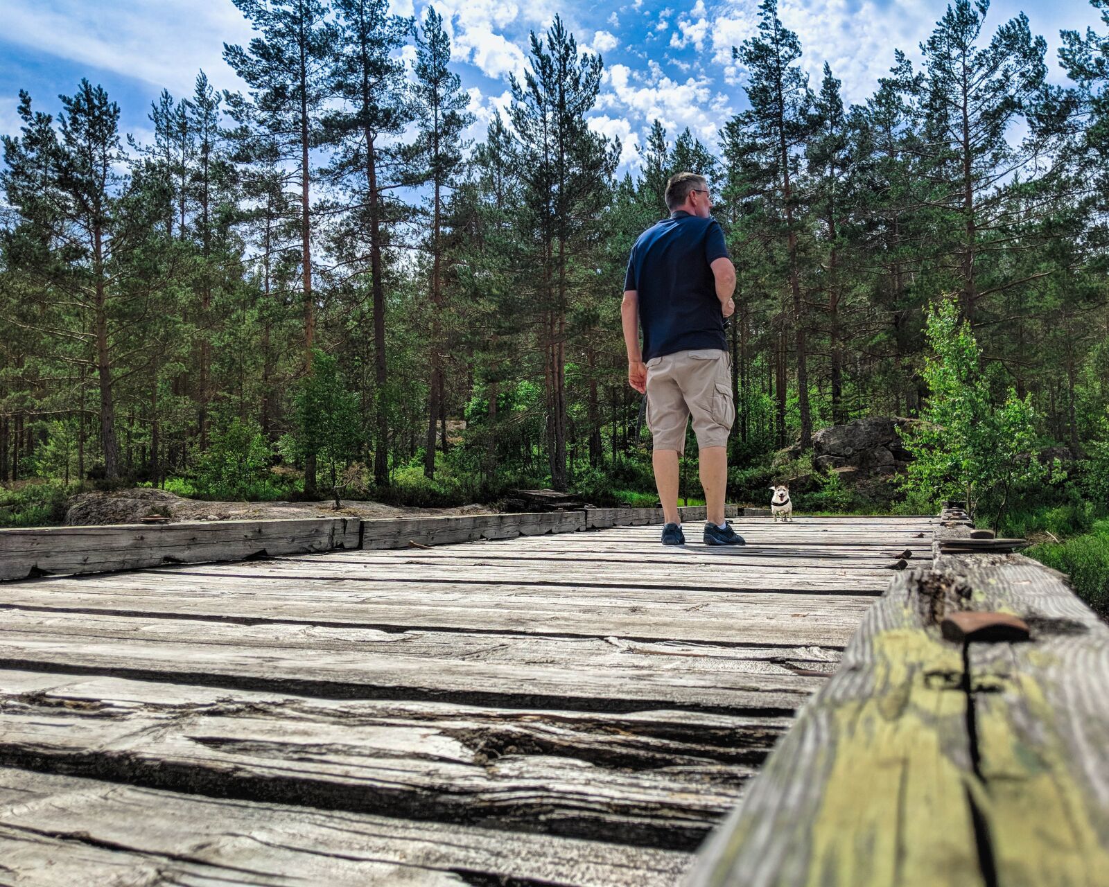 Google Pixel 2 XL sample photo. Forrest, dog, colorful photography