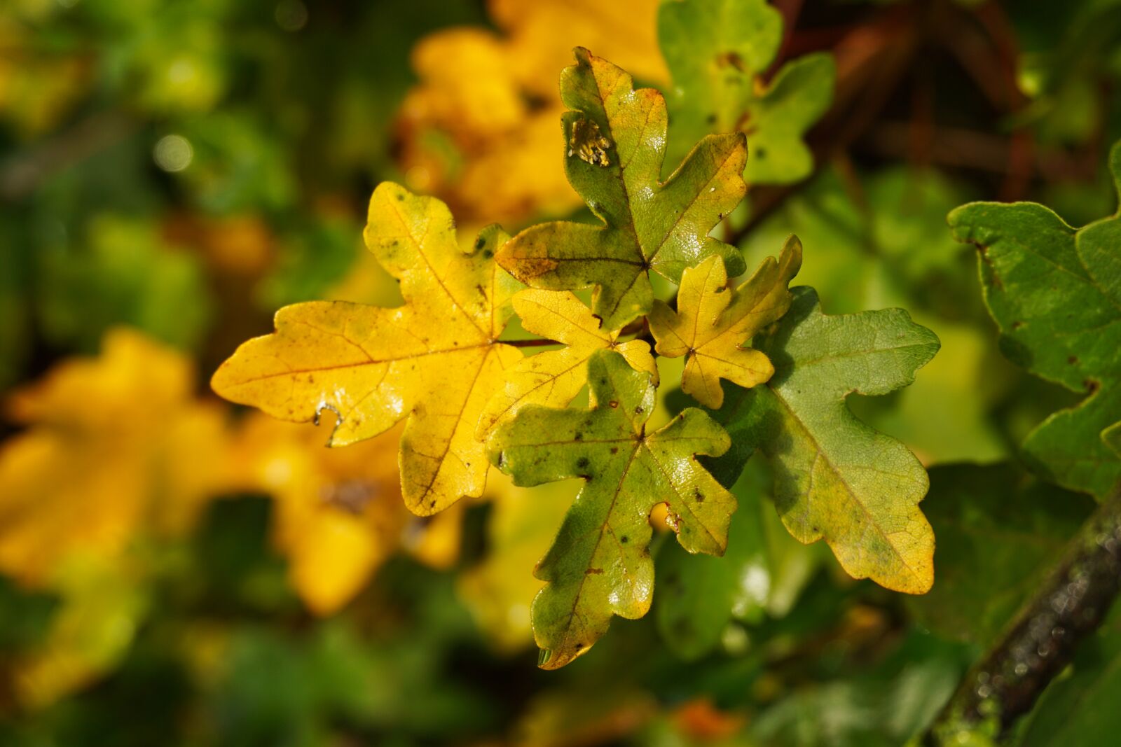 Sony a5100 sample photo. Autumn, fall foliage, leaves photography