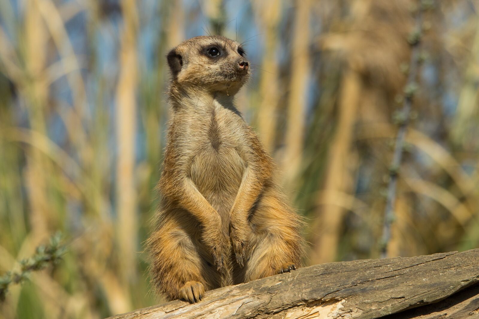 Canon EOS 80D sample photo. Meerkat, zoo, animal photography
