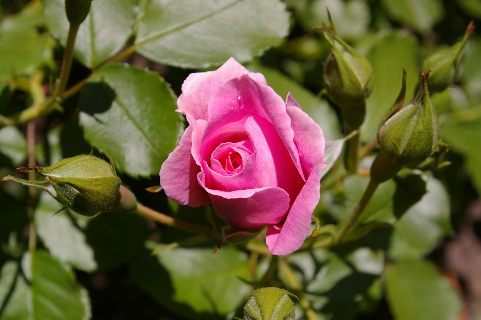 Pentax *ist DL2 sample photo. Rose, pink rose, scented photography