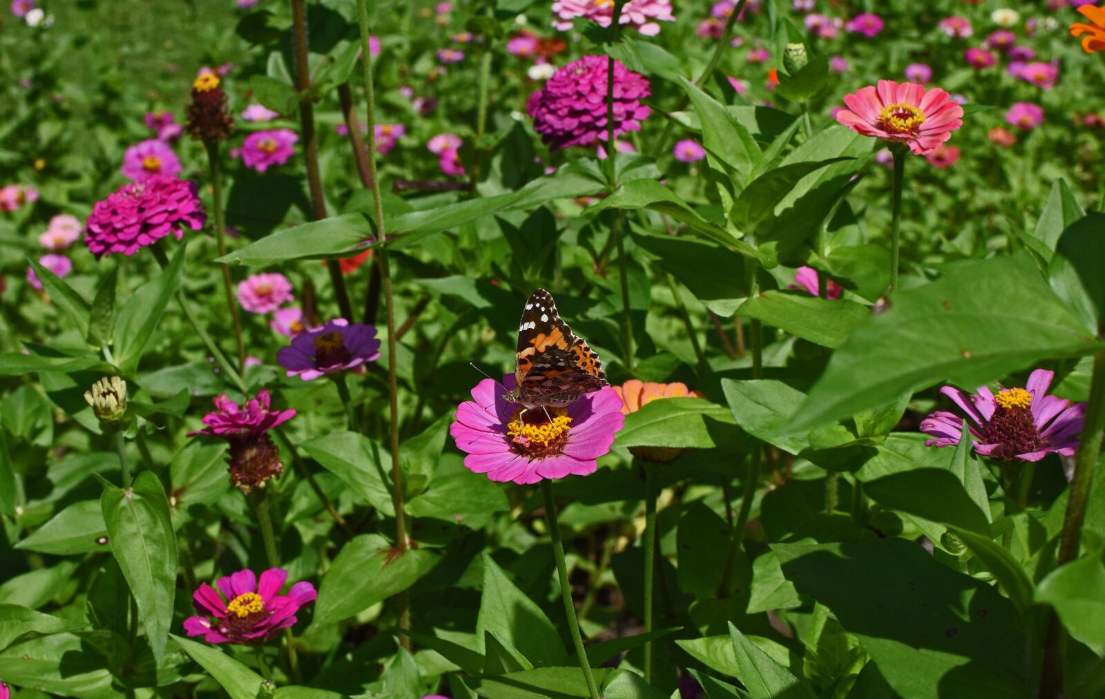 Nikon D3300 sample photo. Great spangled fritillary butterfly photography