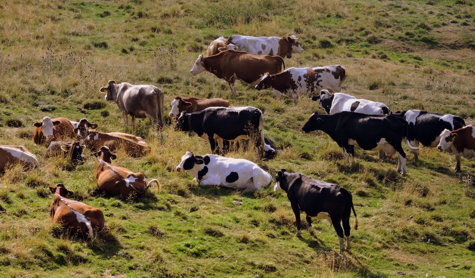 Nikon Coolpix P600 sample photo. Herd, cow, pasture photography
