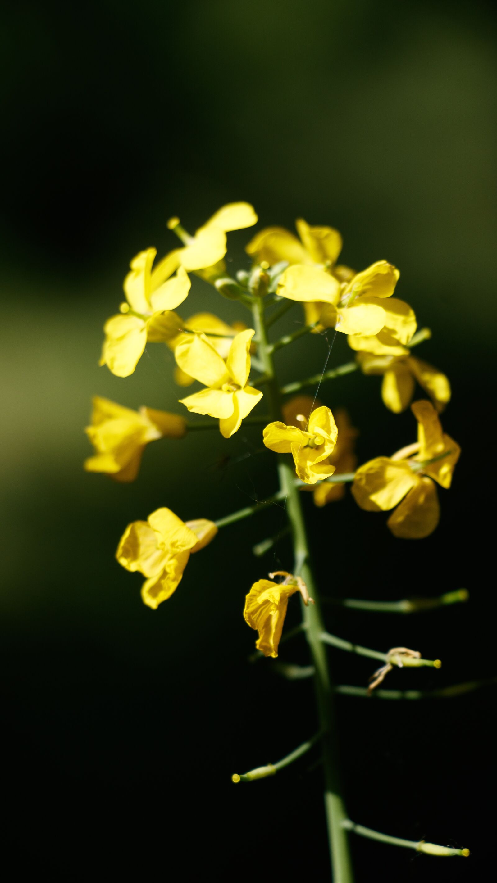 Canon EF-S 18-135mm F3.5-5.6 IS USM sample photo. Bloom, yellow, blossom photography
