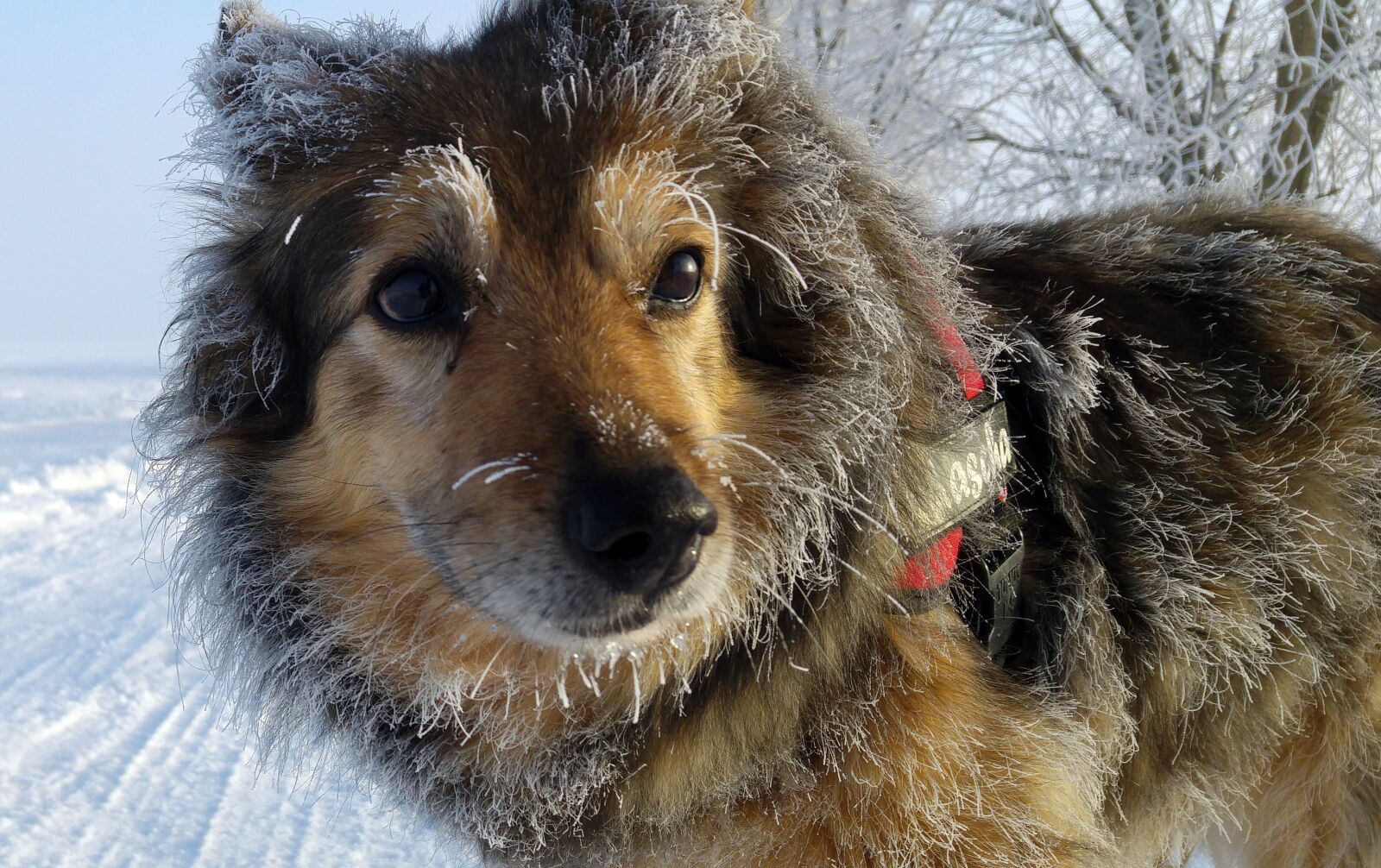 LG G4 sample photo. Dog, mixed breed dog photography