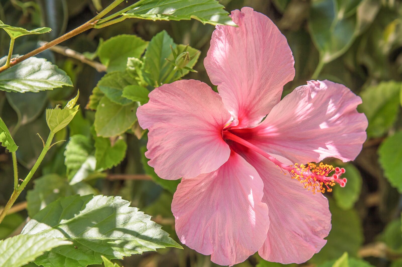 Nikon D3200 sample photo. Flower, nature, garden photography