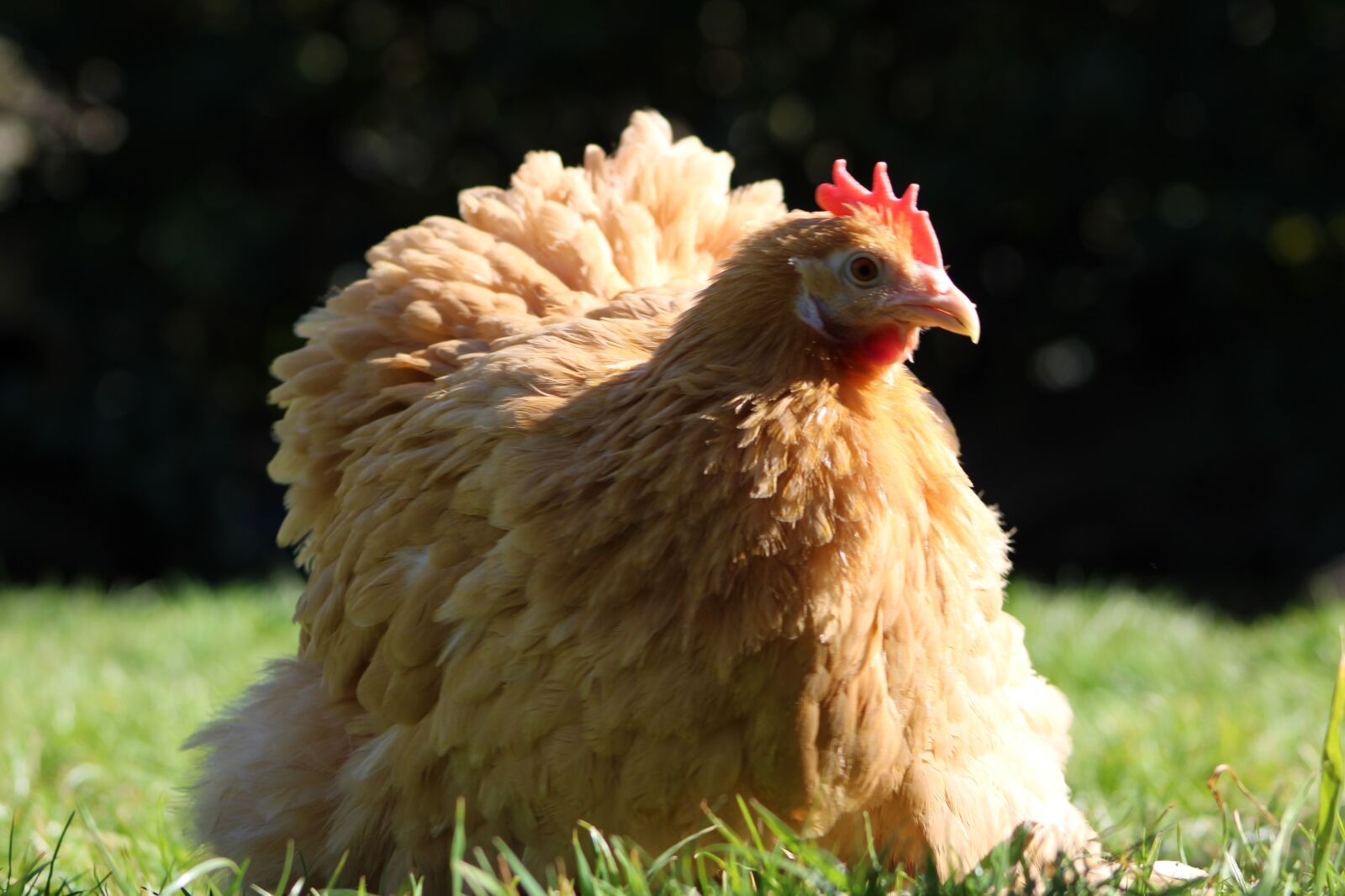 Canon EOS 2000D (EOS Rebel T7 / EOS Kiss X90 / EOS 1500D) sample photo. Chicken, hen, poultry photography
