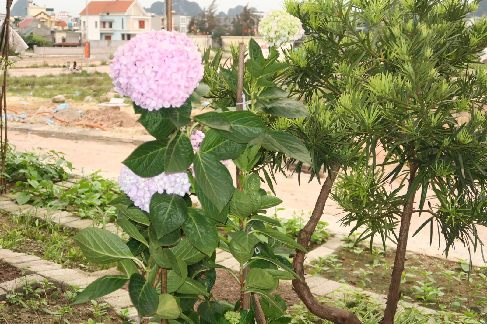 Canon PowerShot G7 X Mark II sample photo. See beautiful flowers, image photography